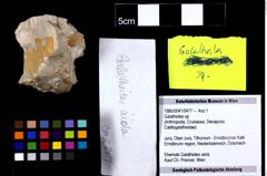 Foto (Objekt + Etiketten) von Galatheites sp. 